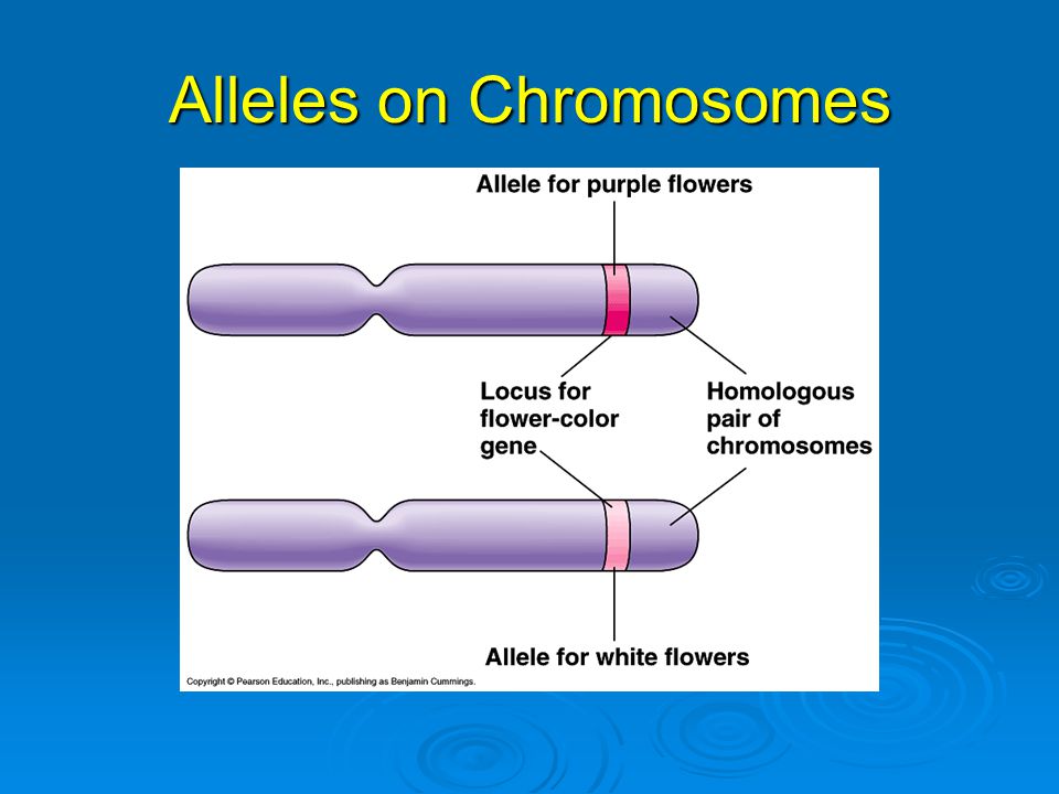 Alleles on Chromosomes