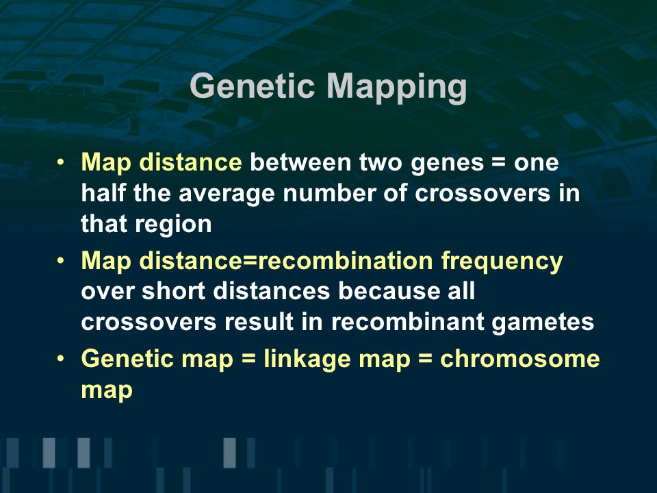 Genetic Mapping Map distance between two genes = one half the average number of crossovers in that region.
