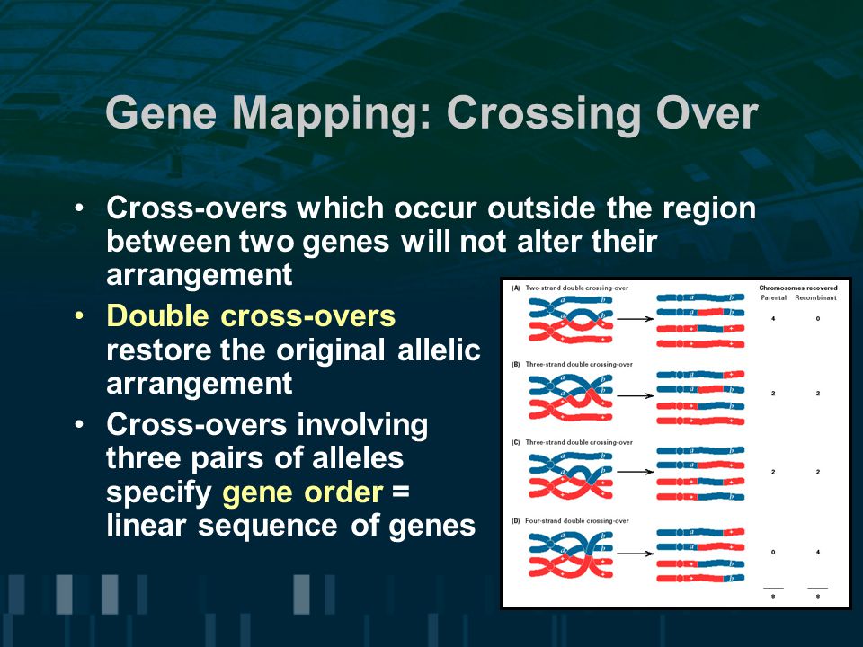 Gene Mapping: Crossing Over