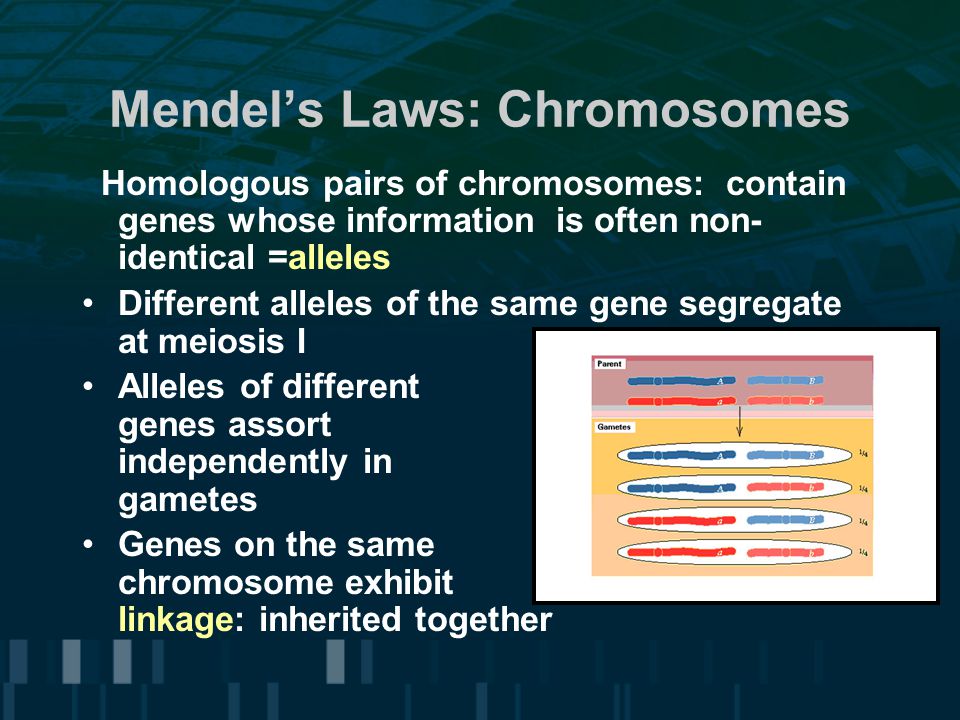 Mendel’s Laws: Chromosomes