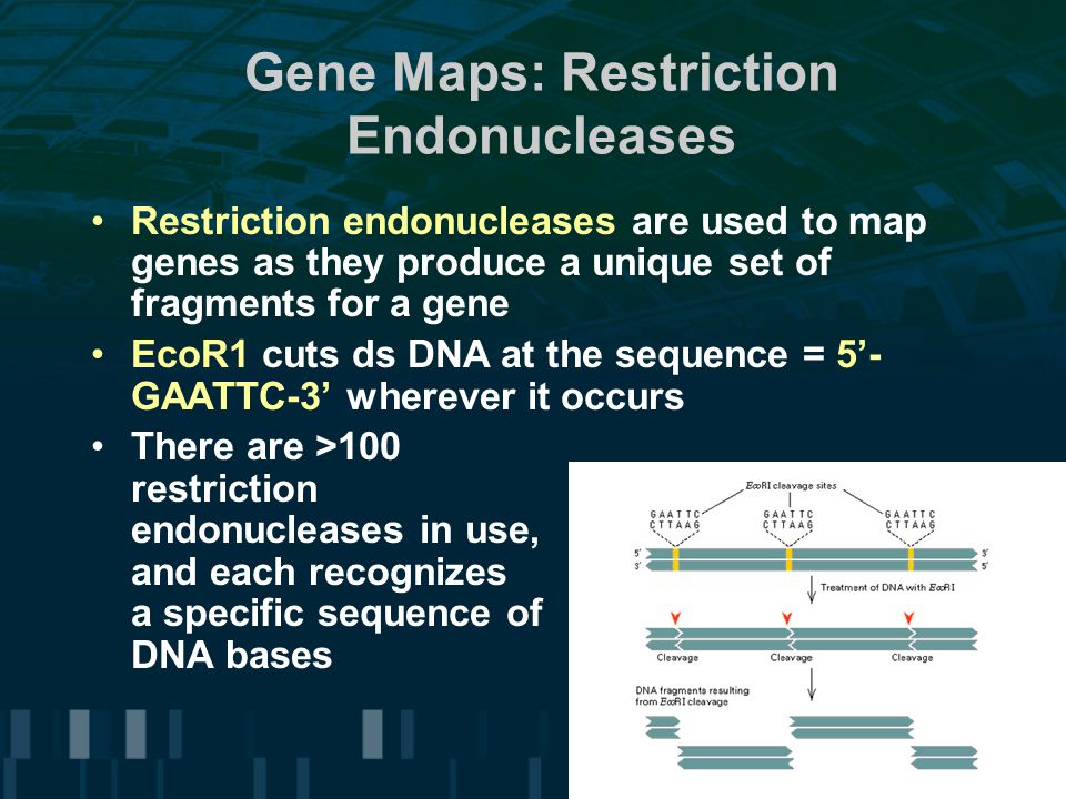 Gene Maps: Restriction Endonucleases