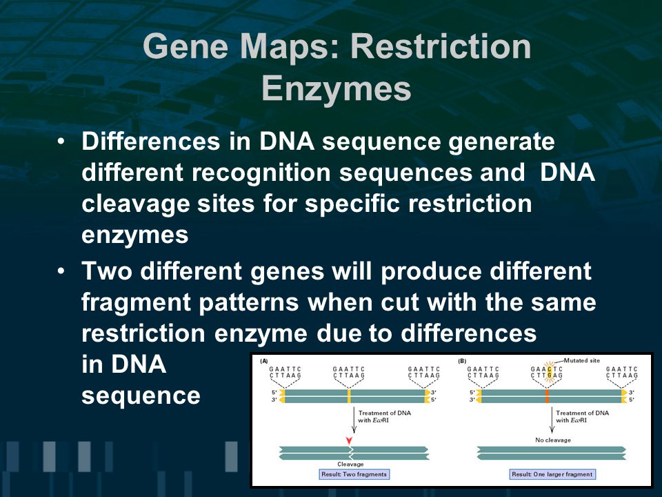 Gene Maps: Restriction Enzymes