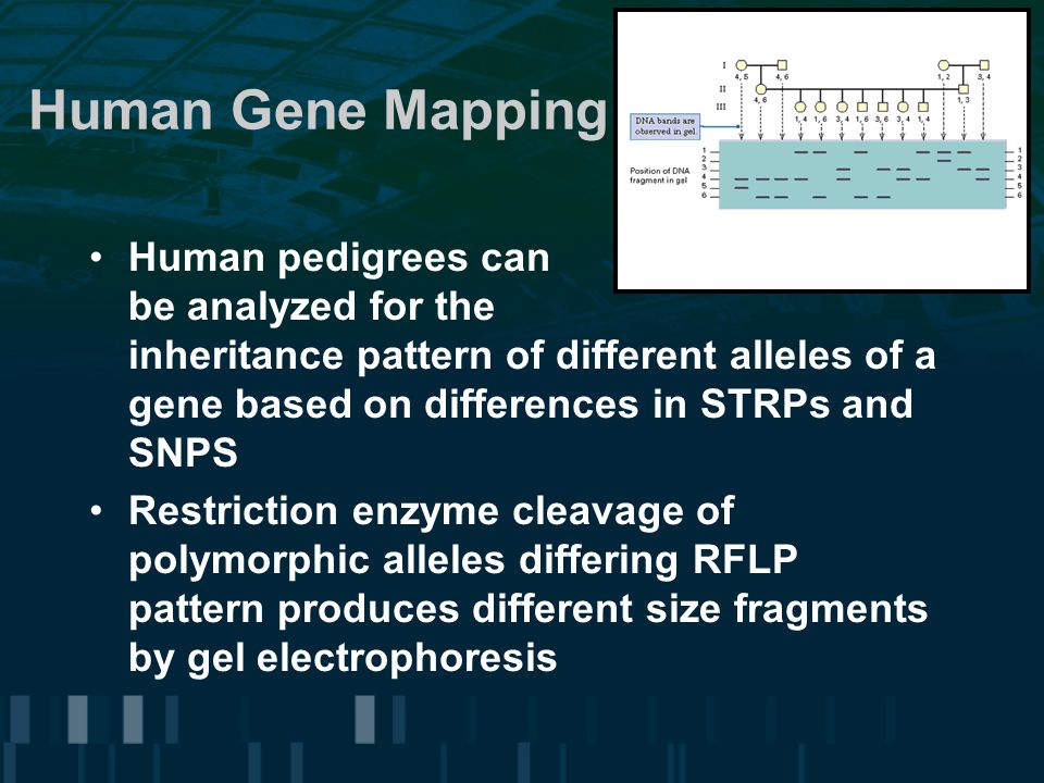 Human Gene Mapping