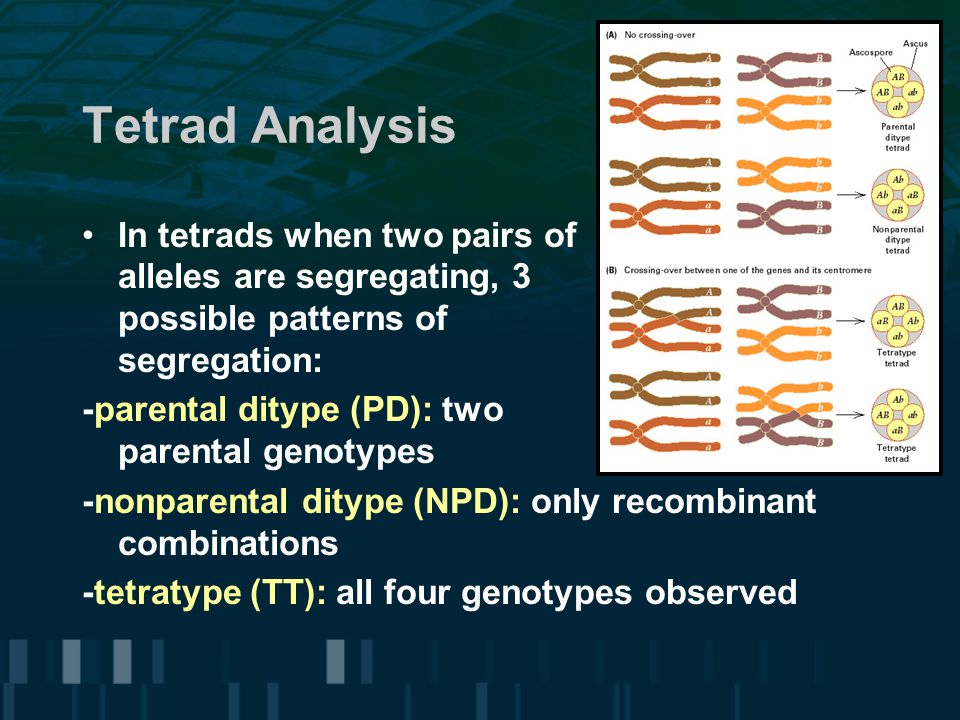 Tetrad Analysis In tetrads when two pairs of alleles are segregating, 3 possible patterns of segregation: