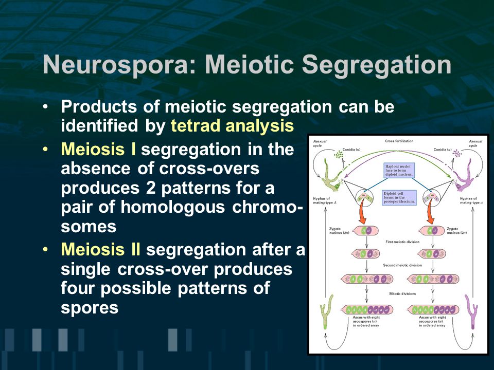 Neurospora: Meiotic Segregation