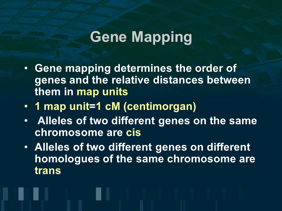 Gene Mapping Gene mapping determines the order of genes and the relative distances between them in map units.