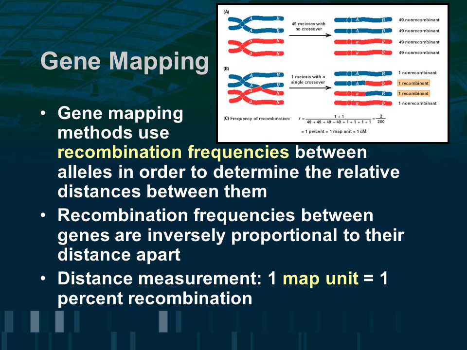 Gene Mapping Gene mapping methods use recombination frequencies between alleles in order to determine the relative distances between them.