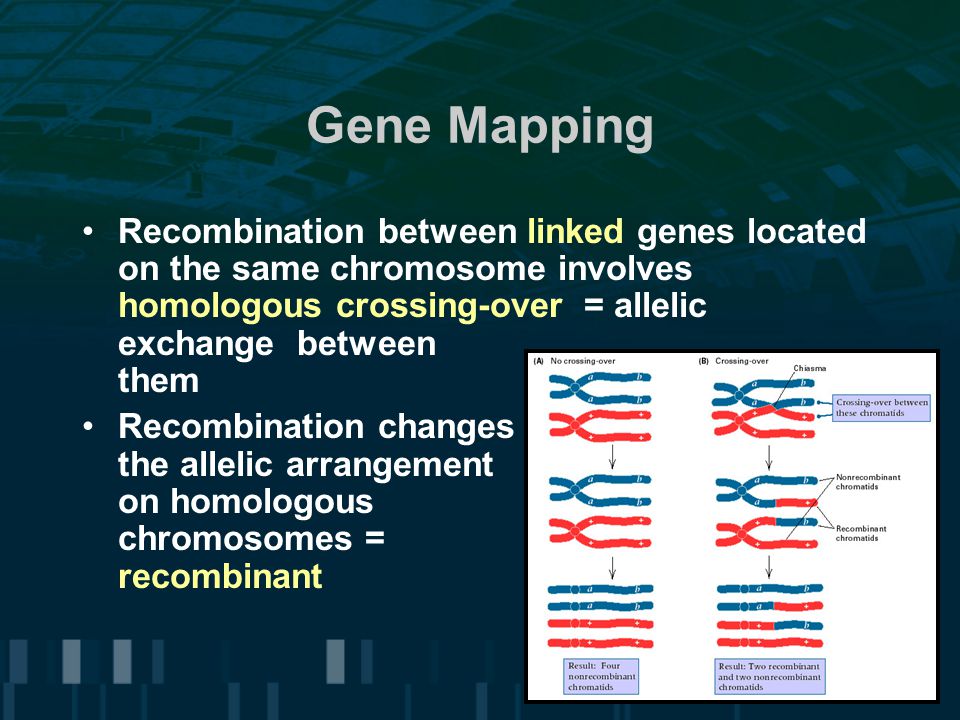 Gene Mapping Recombination between linked genes located on the same chromosome involves homologous crossing-over = allelic exchange between them.