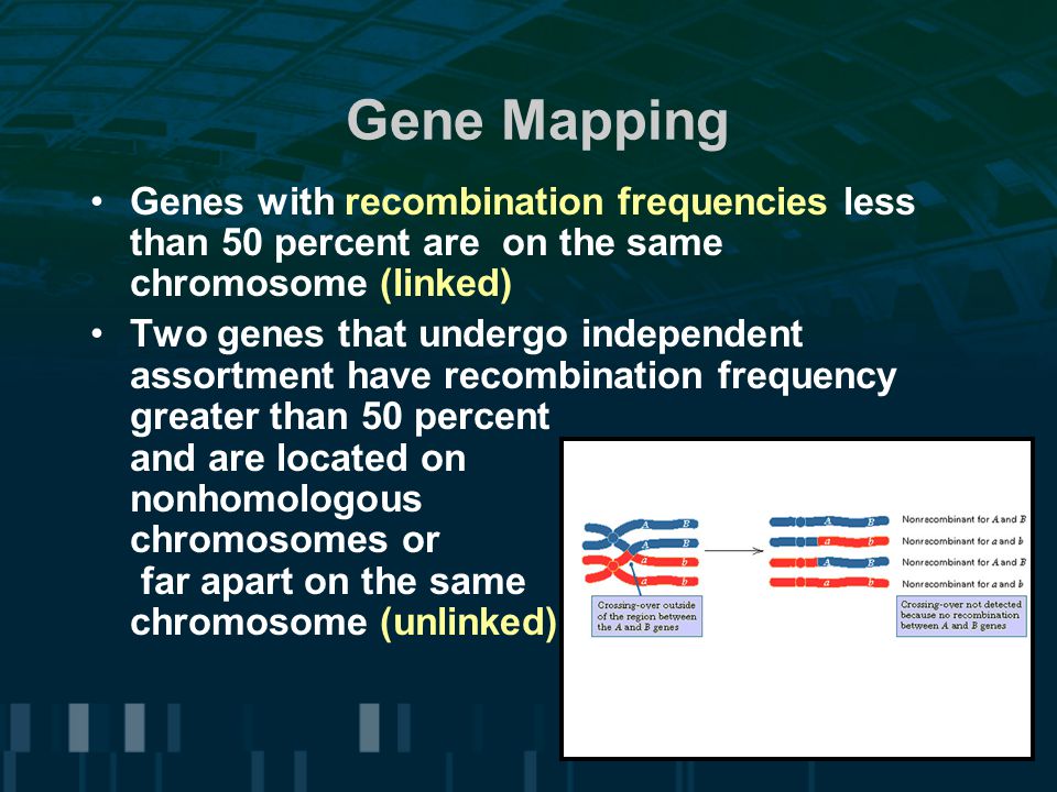 Gene Mapping Genes with recombination frequencies less than 50 percent are on the same chromosome (linked)