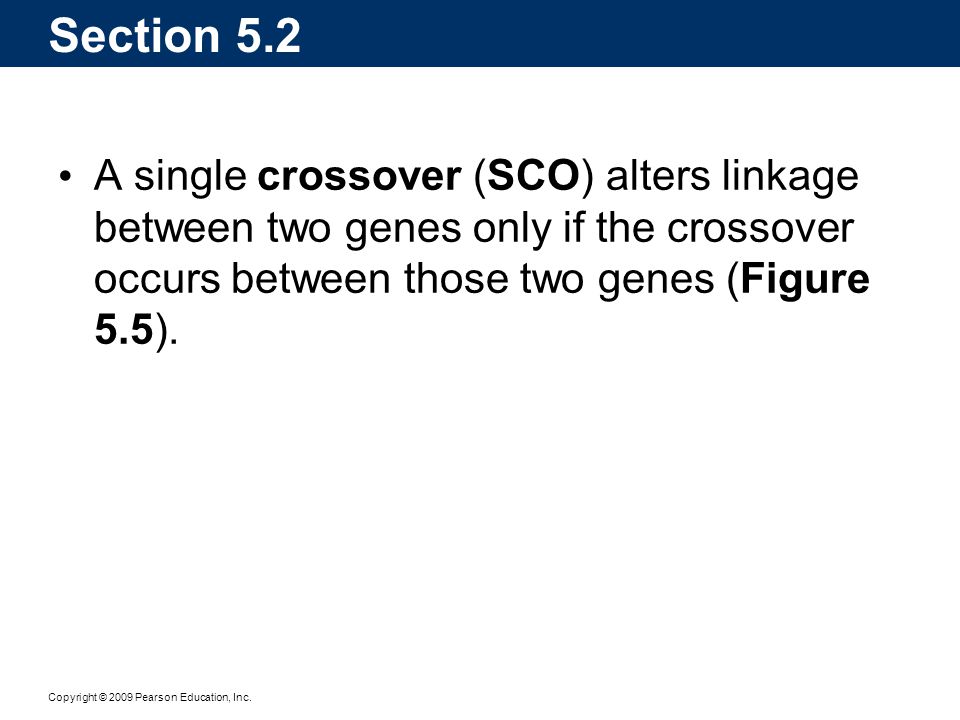 Section 5.2 A single crossover (SCO) alters linkage between two genes only if the crossover occurs between those two genes (Figure 5.5).