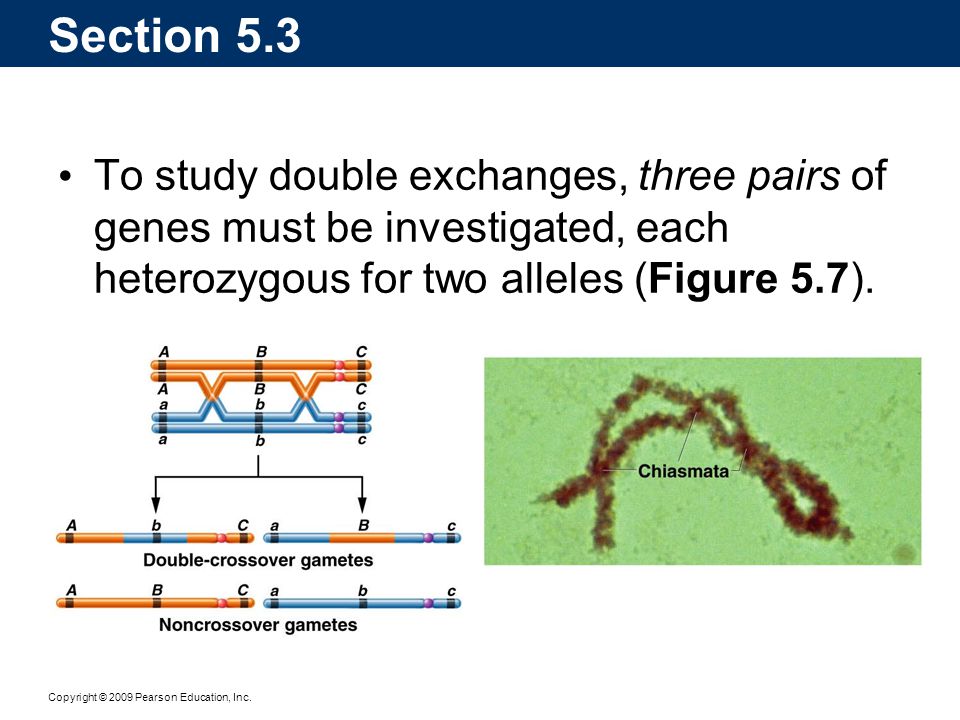 Section 5.3 To study double exchanges, three pairs of genes must be investigated, each heterozygous for two alleles (Figure 5.7).