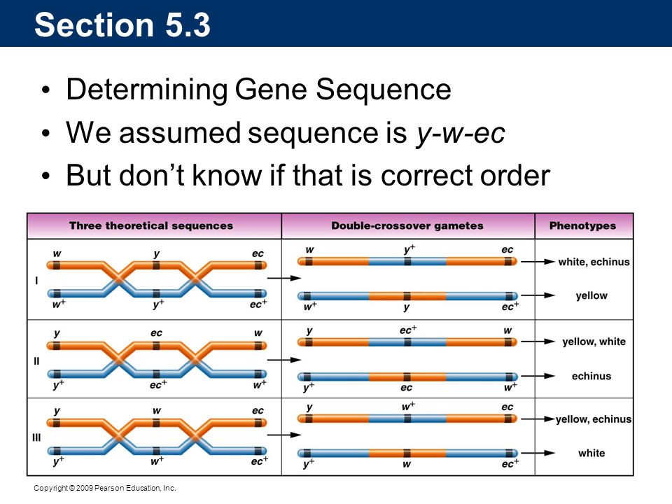Section 5.3 Determining Gene Sequence We assumed sequence is y-w-ec