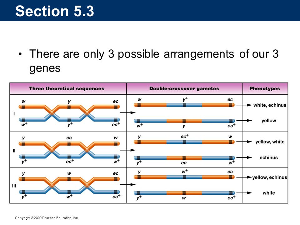 Section 5.3 There are only 3 possible arrangements of our 3 genes