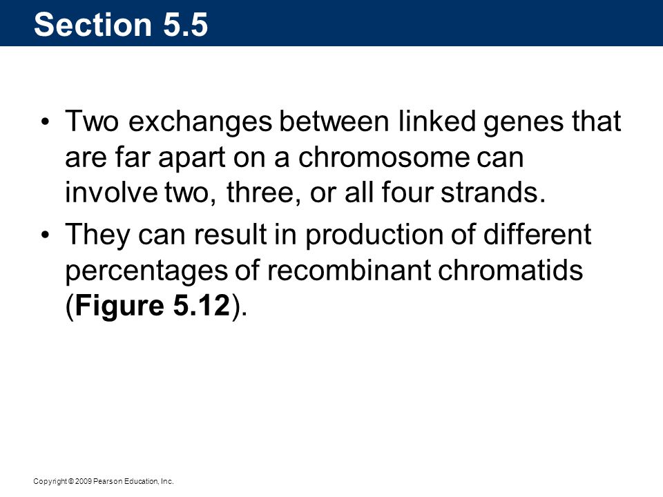 Section 5.5 Two exchanges between linked genes that are far apart on a chromosome can involve two, three, or all four strands.