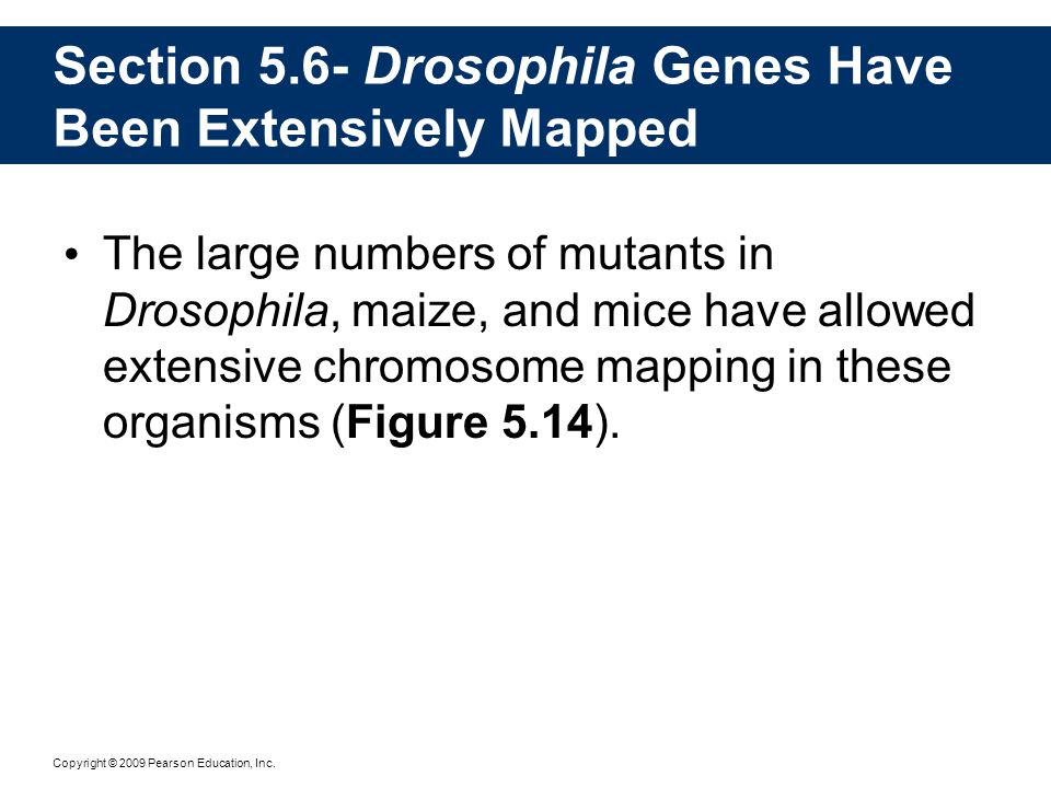 Section 5.6- Drosophila Genes Have Been Extensively Mapped