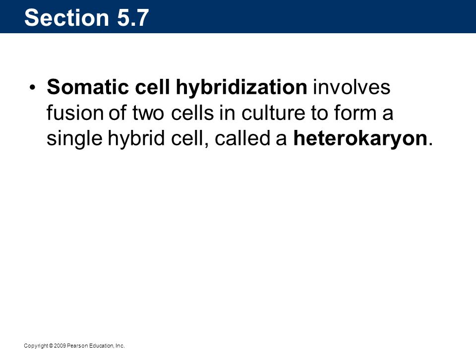 Section 5.7 Somatic cell hybridization involves fusion of two cells in culture to form a single hybrid cell, called a heterokaryon.