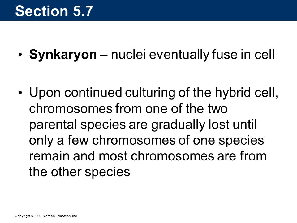 Section 5.7 Synkaryon – nuclei eventually fuse in cell