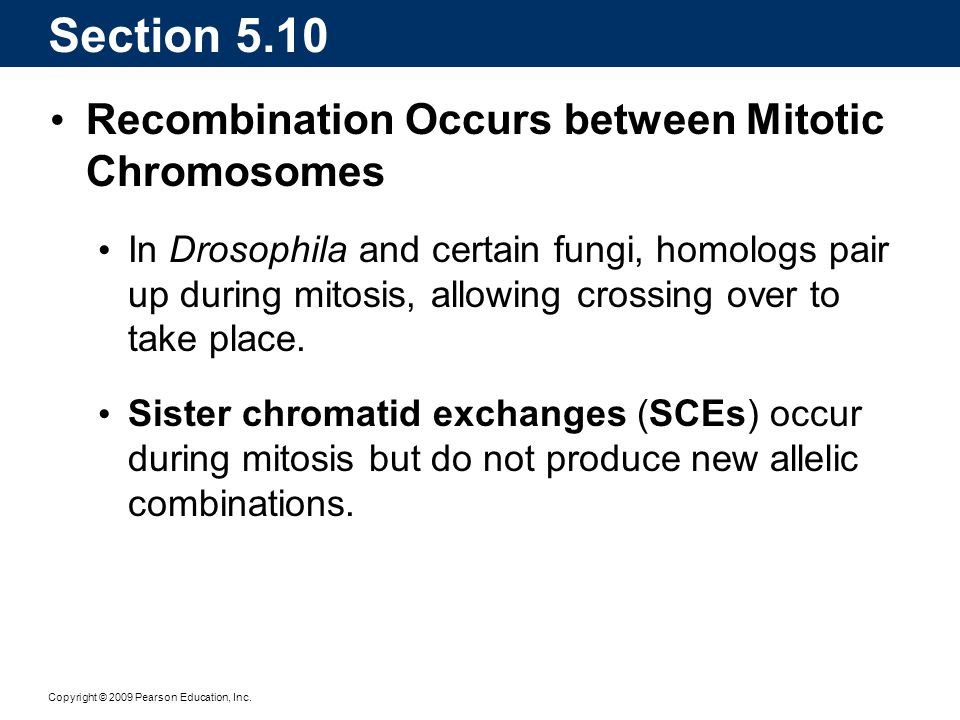 Section 5.10 Recombination Occurs between Mitotic Chromosomes