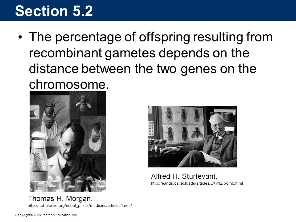 Section 5.2 The percentage of offspring resulting from recombinant gametes depends on the distance between the two genes on the chromosome.