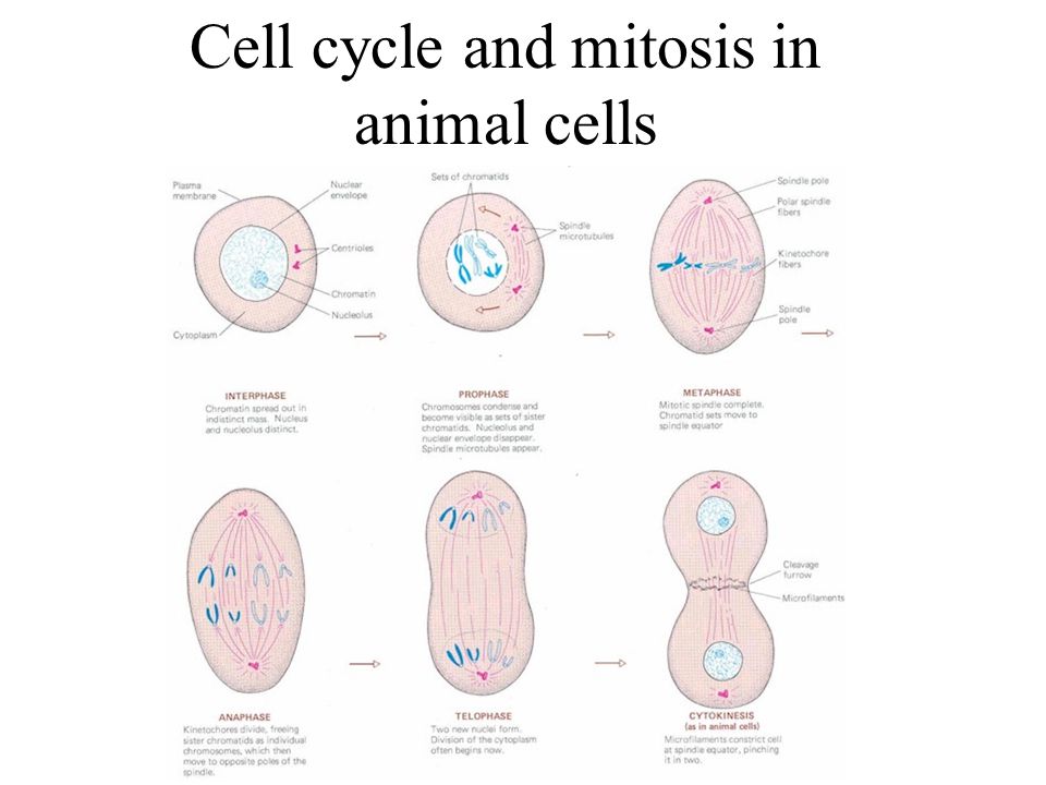 Mitosis and Meiosis. - ppt download