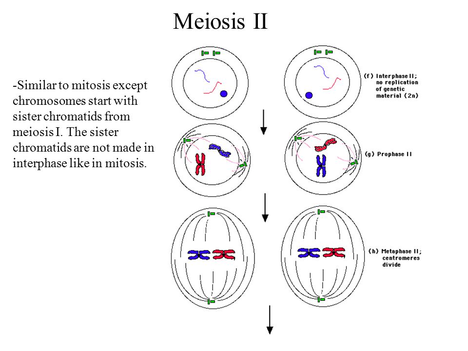 Similar to mitosis except chromosomes start with sister chromatids from mei...