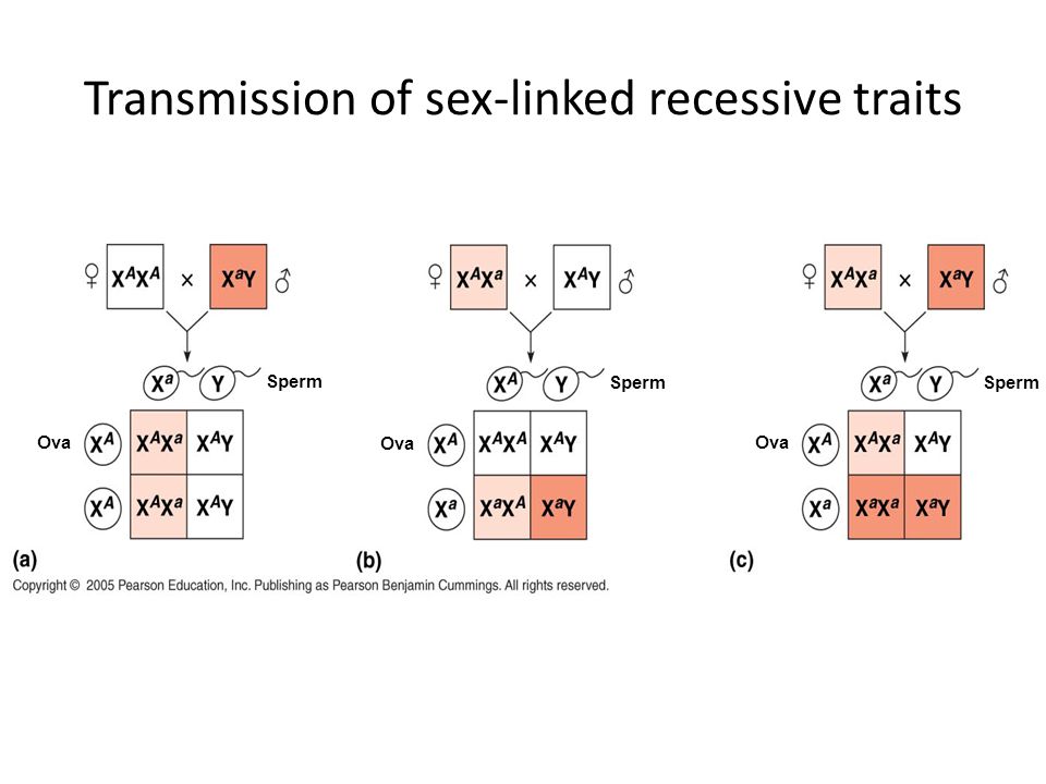 Transmission of sex-linked recessive traits.