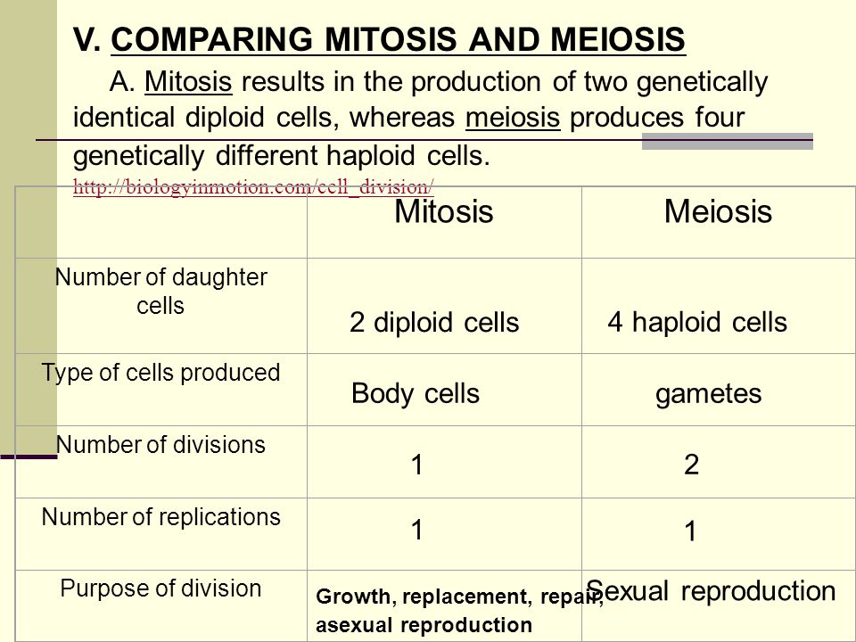 V. comparing mitosis and meiosis.