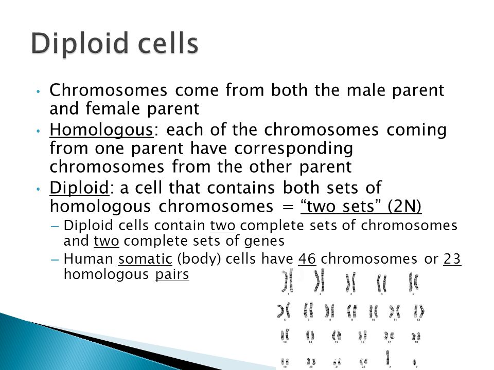 Diploid cells Chromosomes come from both the male parent and female parent.
