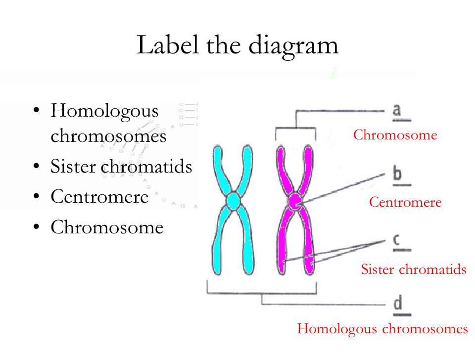 Label the diagram Homologous chromosomes Sister chromatids Centromere.