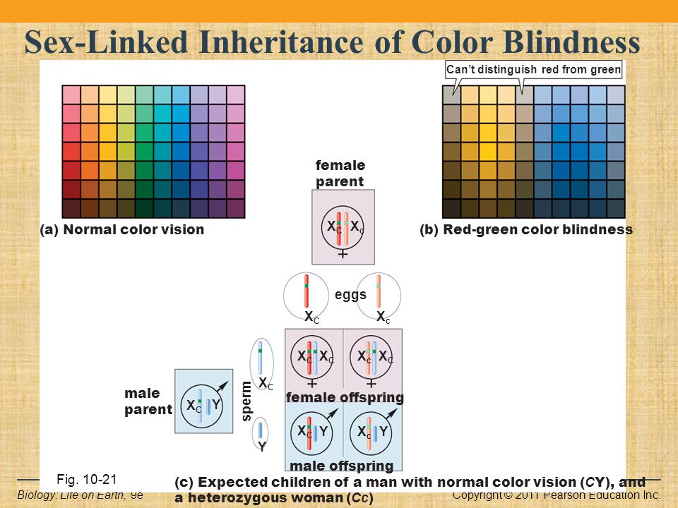 Chapter 10 Patterns Of Inheritance Ppt Download