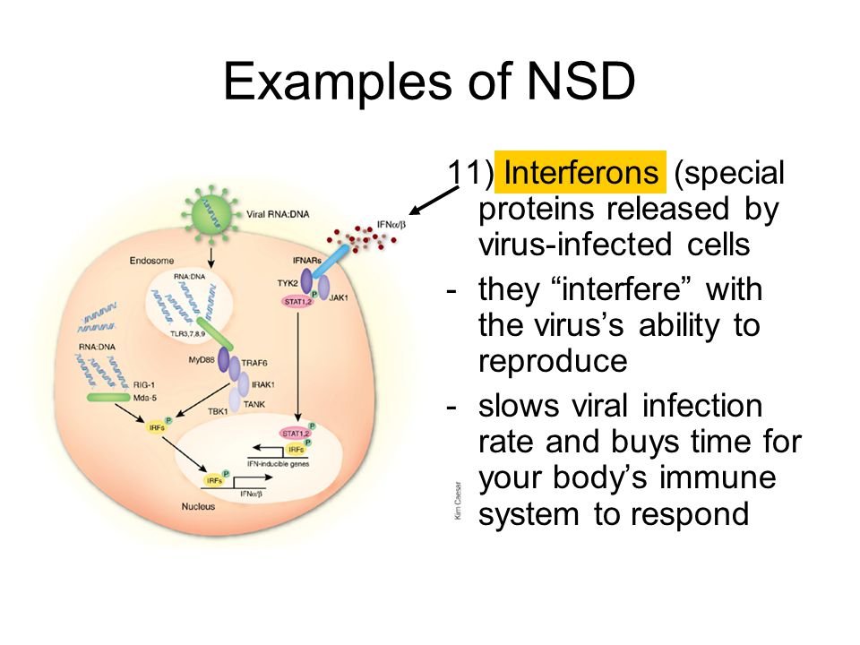Examples of NSD 11) Interferons (special proteins released by virus-infected cells. they interfere with the virus’s ability to reproduce.