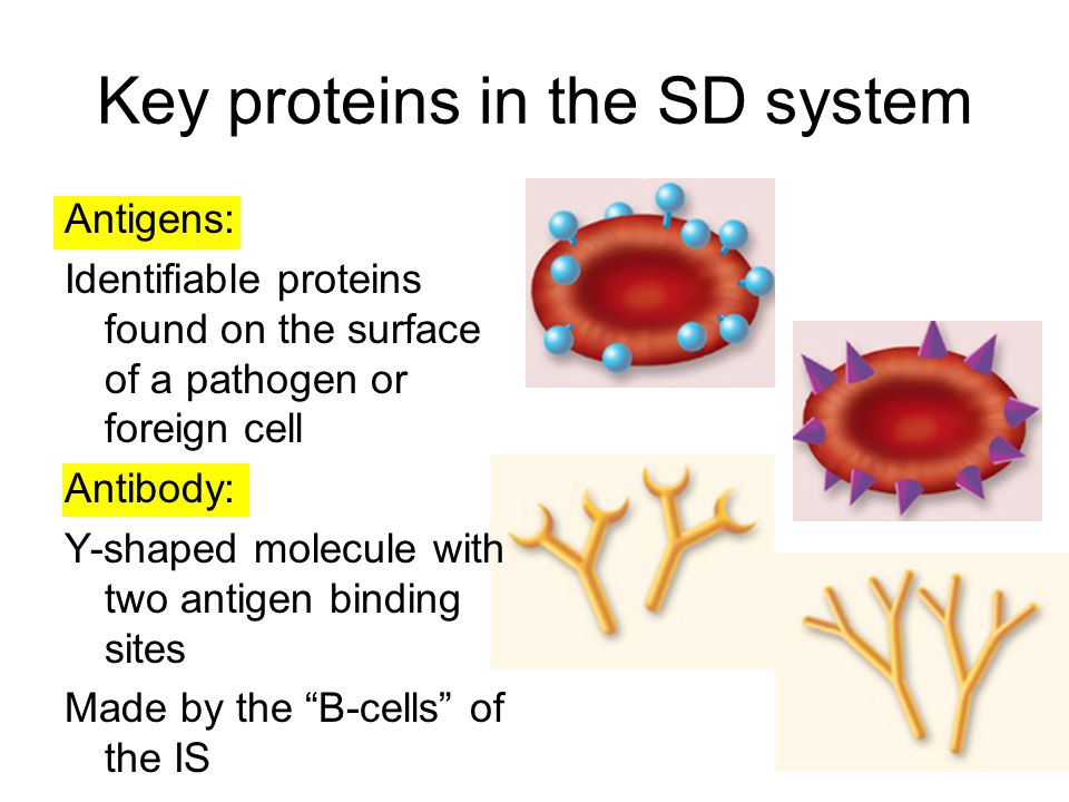 Key proteins in the SD system