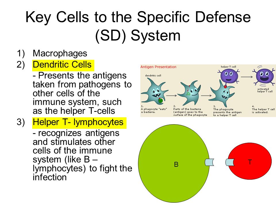 Key Cells to the Specific Defense (SD) System