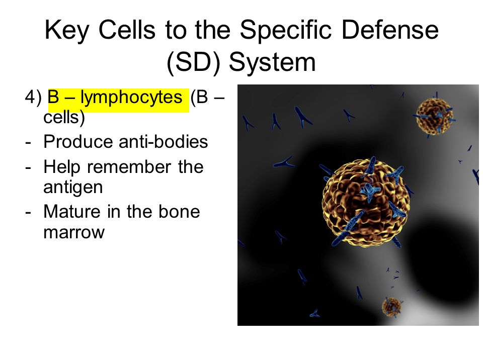 Key Cells to the Specific Defense (SD) System