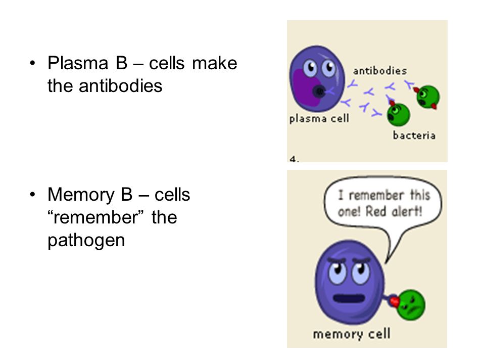 Plasma B – cells make the antibodies