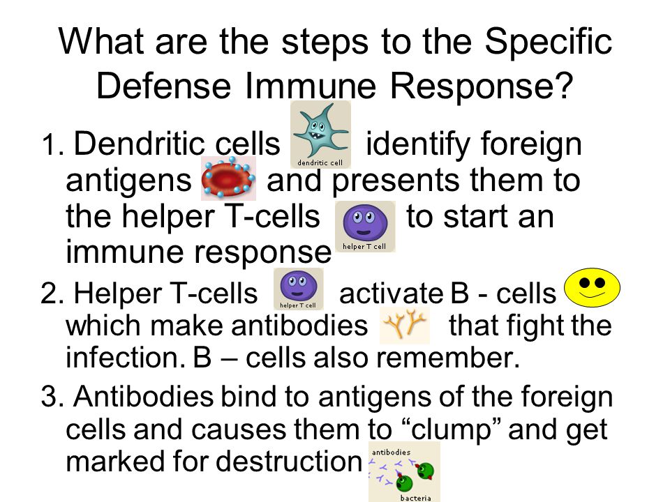 What are the steps to the Specific Defense Immune Response