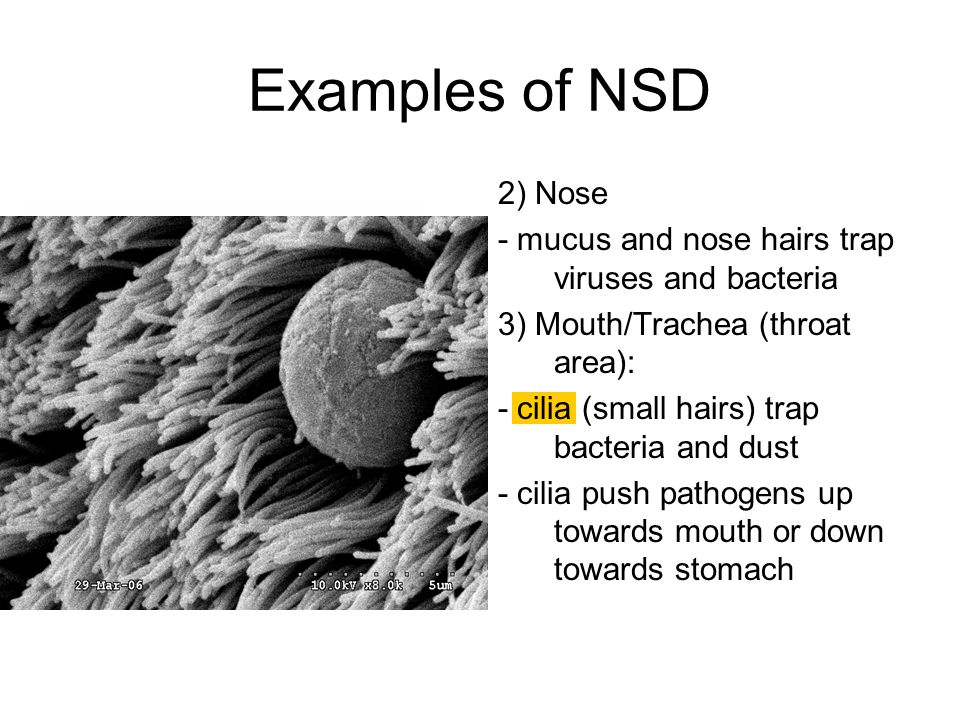 Examples of NSD 2) Nose. - mucus and nose hairs trap viruses and bacteria. 3) Mouth/Trachea (throat area):