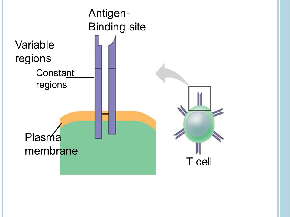 Antigen- Binding site Variable regions Plasma membrane T cell Constant