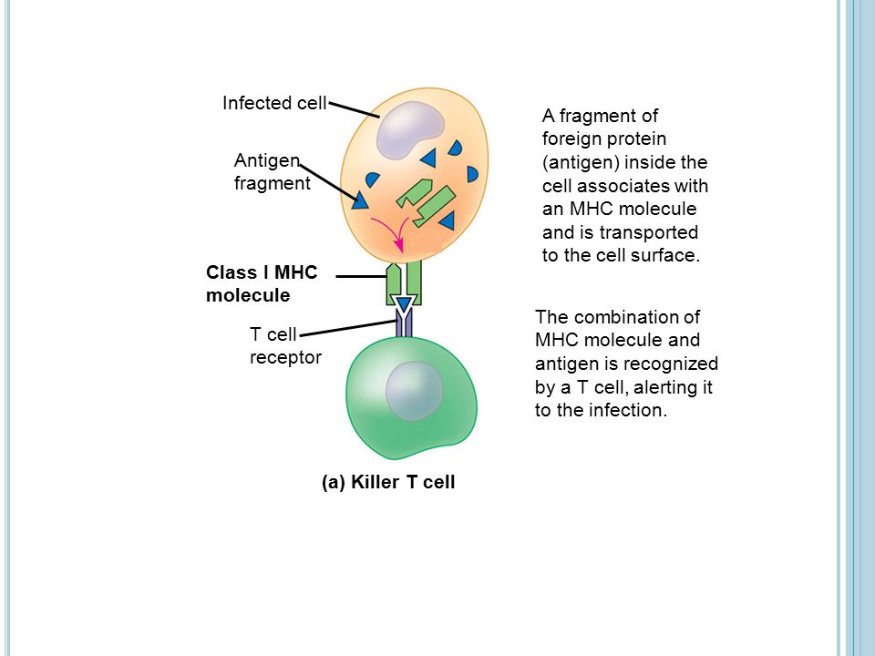 Infected cell A fragment of. foreign protein. (antigen) inside the. cell associates with. an MHC molecule.