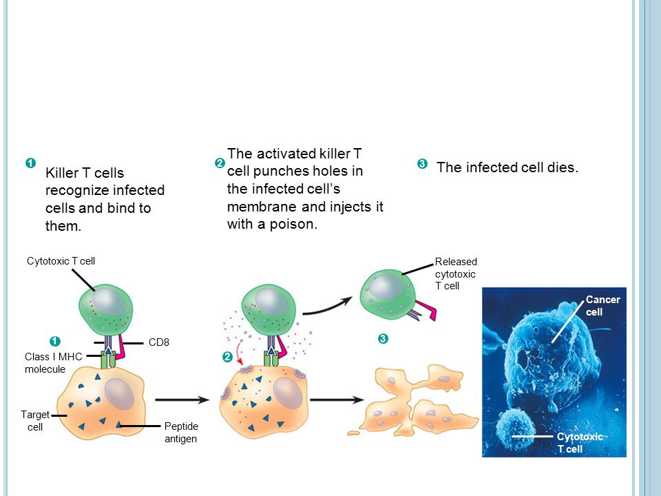 Killer T cells recognize infected cells and bind to them.