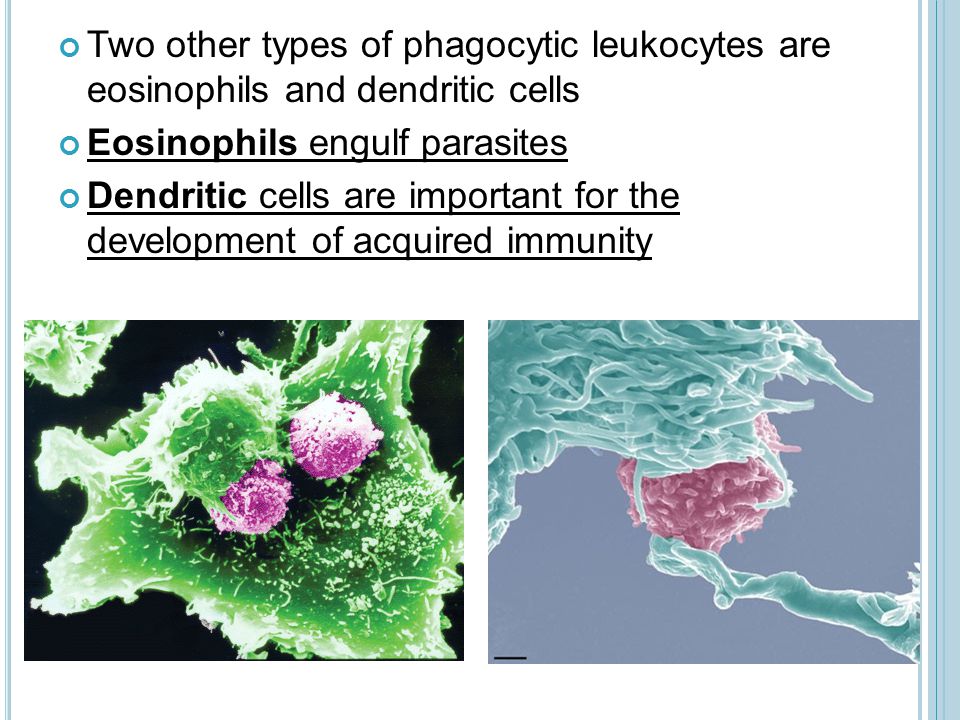 Two other types of phagocytic leukocytes are eosinophils and dendritic cells