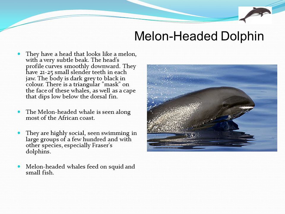 Presentation on theme: "Dolphins of the World."