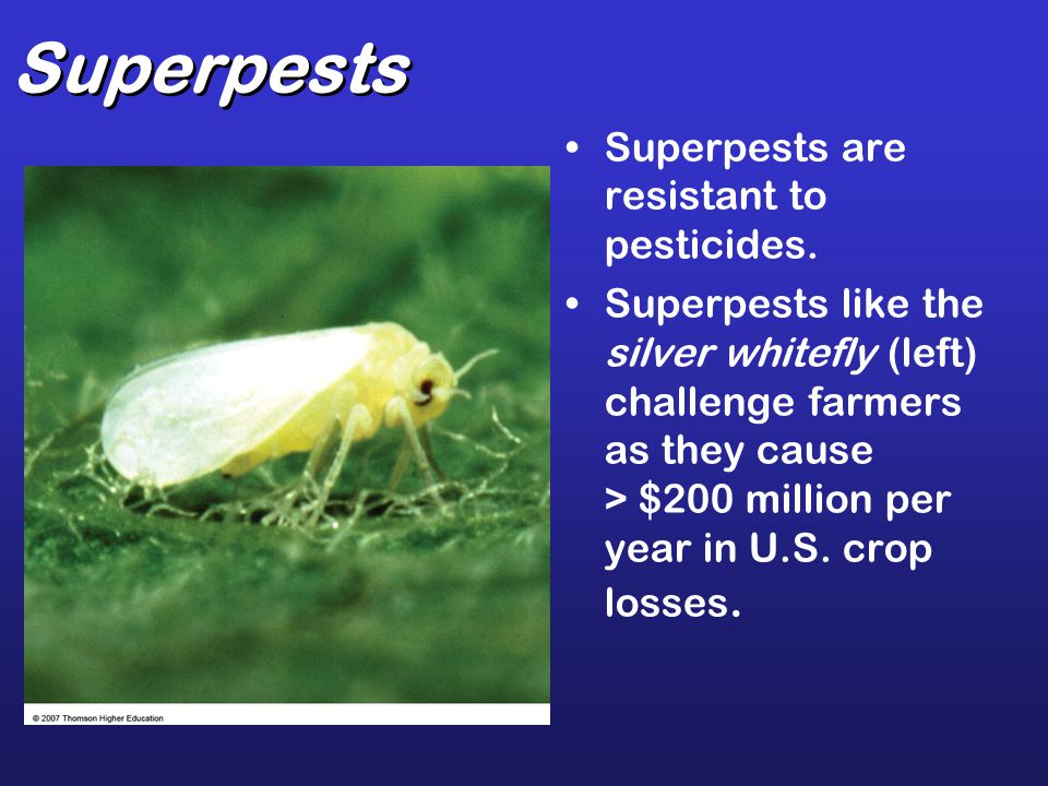 Superpests Superpests are resistant to pesticides.