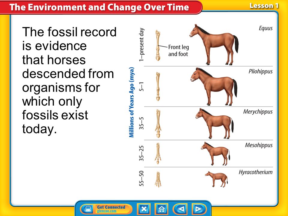 Record worksheet answers the fossil Fossil Record