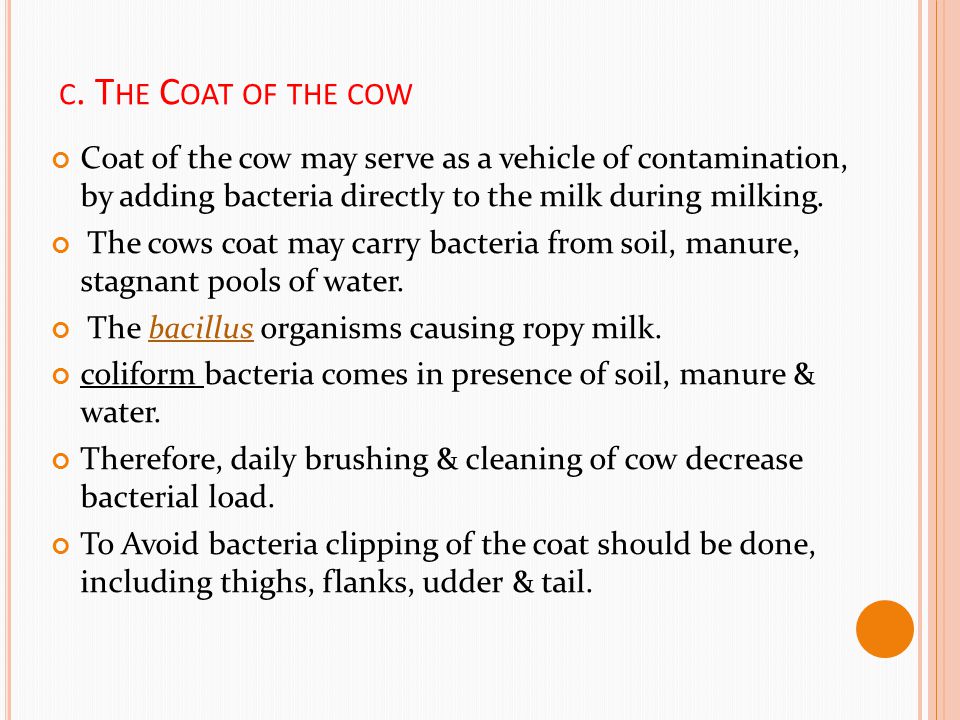 c. The Coat of the cow Coat of the cow may serve as a vehicle of contamination, by adding bacteria directly to the milk during milking.