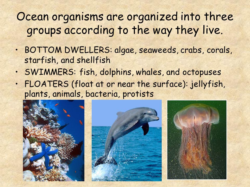 Ocean coasts support plant and animal life. - ppt video online download