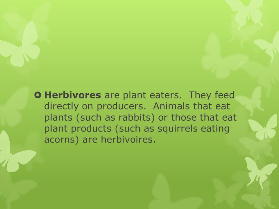 Herbivores are plant eaters. They feed directly on producers