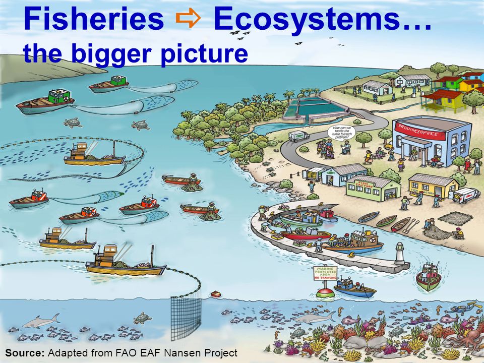 Fisheries a Ecosystems… the bigger picture