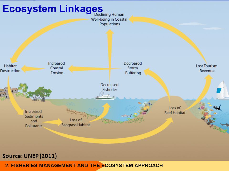 Ecosystem Linkages Source: UNEP (2011)