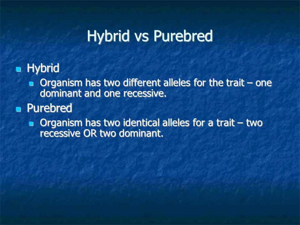 Hybrid vs Purebred Hybrid Purebred